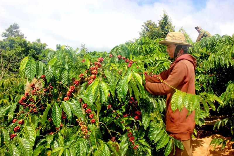 Giá cà phê tăng mạnh nhưng nông dân và doanh nghiệp xuất khẩu không được hưởng lợi